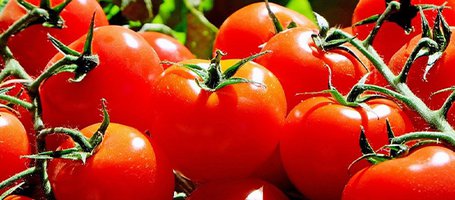 Come coltivare pomodori: dalla semina alla raccolta