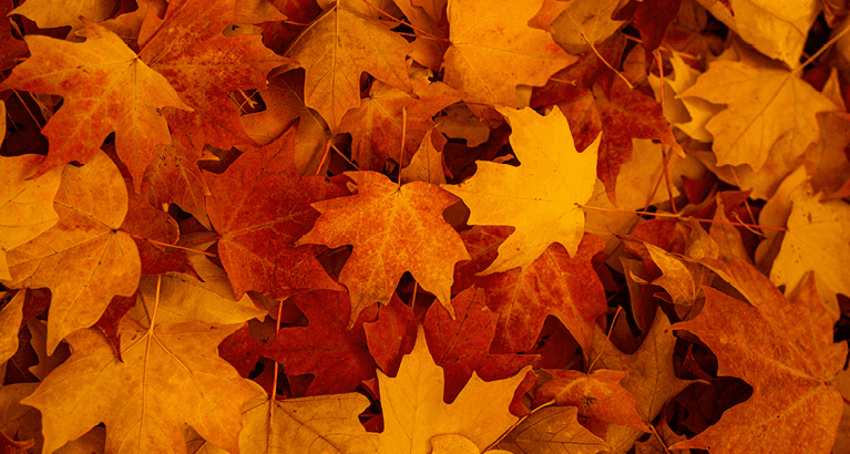 Autunno + Promozione: il match perfetto! | Efco Autunno + Promozione: il match perfetto! | Efco