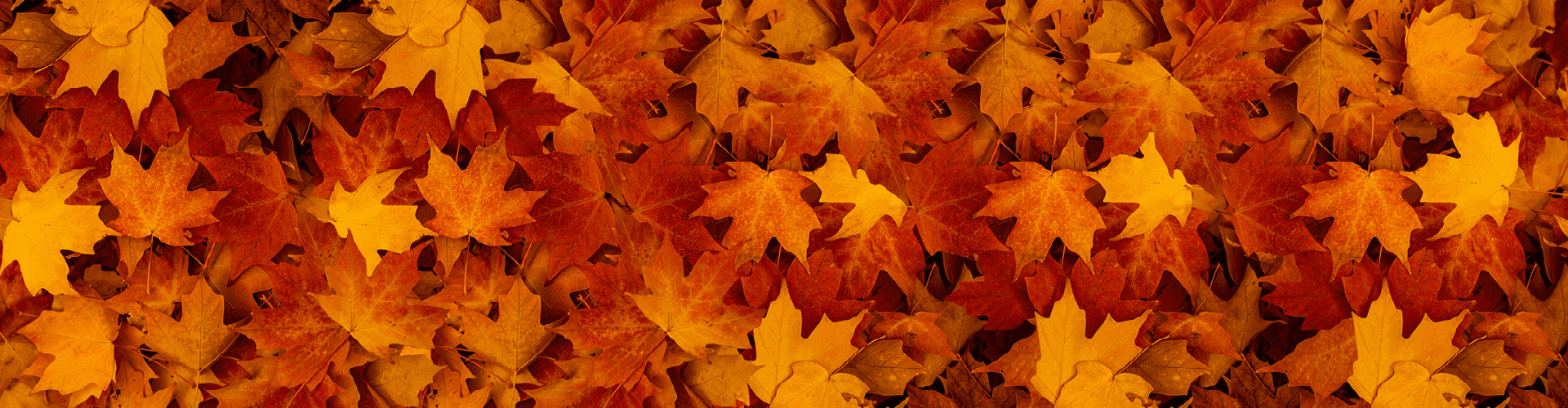 Autunno + Promozione: il match perfetto! | Efco Autunno + Promozione: il match perfetto! | Efco