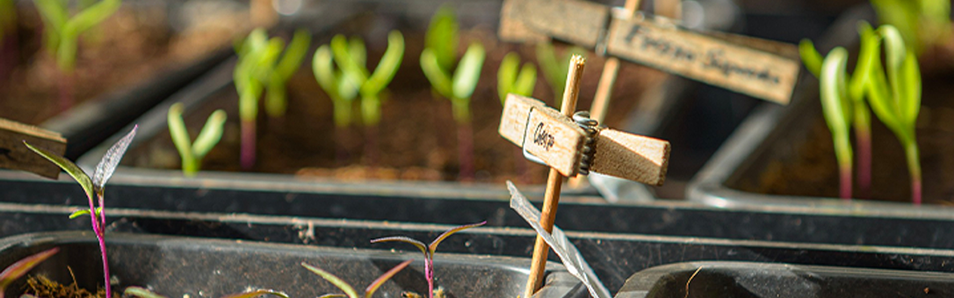 Come scegliere la serra da giardino?