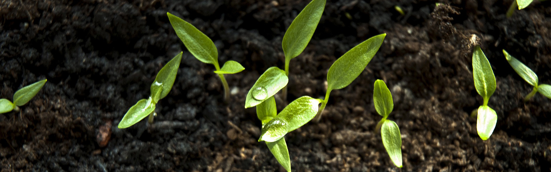 Come Fare la Falsa Semina - Efco