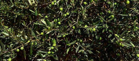 Come curare al meglio l'olivo: consigli, trattamenti e potatura
